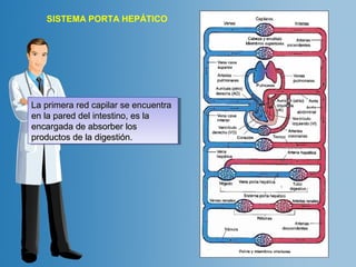 SISTEMA PORTA HEPÁTICO 
LLaa pprriimmeerraa rreedd ccaappiillaarr ssee eennccuueennttrraa 
eenn llaa ppaarreedd ddeell iinntteessttiinnoo,, eess llaa 
eennccaarrggaaddaa ddee aabbssoorrbbeerr llooss 
pprroodduuccttooss ddee llaa ddiiggeessttiióónn.. 
LLaa pprriimmeerraa rreedd ccaappiillaarr ssee eennccuueennttrraa 
eenn llaa ppaarreedd ddeell iinntteessttiinnoo,, eess llaa 
eennccaarrggaaddaa ddee aabbssoorrbbeerr llooss 
pprroodduuccttooss ddee llaa ddiiggeessttiióónn.. 
 