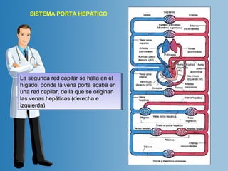 SISTEMA PORTA HEPÁTICO 
LLaa sseegguunnddaa rreedd ccaappiillaarr ssee hhaallllaa eenn eell 
hhííggaaddoo,, ddoonnddee llaa vveennaa ppoorrttaa aaccaabbaa eenn 
uunnaa rreedd ccaappiillaarr,, ddee llaa qquuee ssee oorriiggiinnaann 
llaass vveennaass hheeppááttiiccaass ((ddeerreecchhaa ee 
iizzqquuiieerrddaa)) 
LLaa sseegguunnddaa rreedd ccaappiillaarr ssee hhaallllaa eenn eell 
hhííggaaddoo,, ddoonnddee llaa vveennaa ppoorrttaa aaccaabbaa eenn 
uunnaa rreedd ccaappiillaarr,, ddee llaa qquuee ssee oorriiggiinnaann 
llaass vveennaass hheeppááttiiccaass ((ddeerreecchhaa ee 
iizzqquuiieerrddaa)) 
 