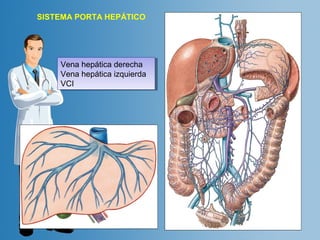 SISTEMA PORTA HEPÁTICO 
Vena hepática derecha 
Vena hepática izquierda 
VCI 
Vena hepática derecha 
Vena hepática izquierda 
VCI 
 