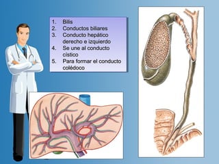 11.. BBiilliiss 
22.. CCoonndduuccttooss bbiilliiaarreess 
33.. CCoonndduuccttoo hheeppááttiiccoo 
11.. BBiilliiss 
22.. CCoonndduuccttooss bbiilliiaarreess 
33.. CCoonndduuccttoo hheeppááttiiccoo 
ddeerreecchhoo ee iizzqquuiieerrddoo 
ddeerreecchhoo ee iizzqquuiieerrddoo 
44.. SSee uunnee aall ccoonndduuccttoo 
44.. SSee uunnee aall ccoonndduuccttoo 
ccííssttiiccoo 
ccííssttiiccoo 
55.. PPaarraa ffoorrmmaarr eell ccoonndduuccttoo 
55.. PPaarraa ffoorrmmaarr eell ccoonndduuccttoo 
ccoollééddooccoo 
ccoollééddooccoo 
 