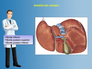 BBoorrddee iinnffeerriioorr 
BBoorrddee ppoosstteerroo ssuuppeerriioorr 
BBoorrddee ppoosstteerroo iinnffeerriioorr 
BBoorrddee iinnffeerriioorr 
BBoorrddee ppoosstteerroo ssuuppeerriioorr 
BBoorrddee ppoosstteerroo iinnffeerriioorr 
BORDES DEL HÍGADO 
 