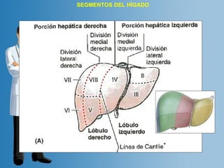 SEGMENTOS DEL HÍGADO 
 
