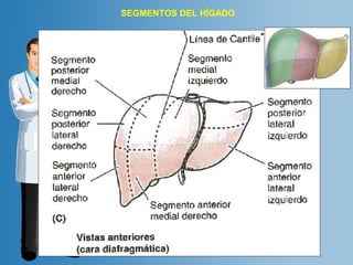 SEGMENTOS DEL HÍGADO 
 