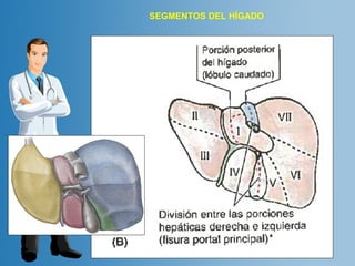 SEGMENTOS DEL HÍGADO 
 