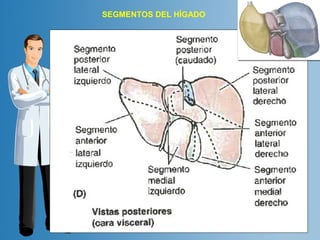 SEGMENTOS DEL HÍGADO 
 