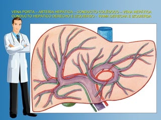 VENA PORTA – ARTERIA HEPÁTICA – CONDUCTO COLÉDOCO –– VVEENNAA HHEEPPÁÁTTIICCAA 
CCOONNDDUUCCTTOO HHEEPPÁÁTTIICCOO DDEERREECCHHOO EE IIZZQQUUIIEERRDDOO -- RRAAMMAA DDEERREECCHHAA EE IIZZQQUUIIEERRDDAA 
 