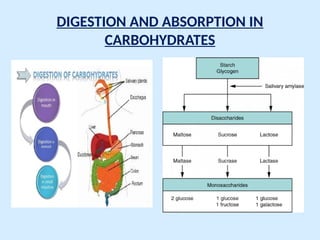 Comprehensive Physiology of Digestion and Absorption of Macronutrients ...
