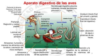 Digestión del Intestino Grueso.......pdf