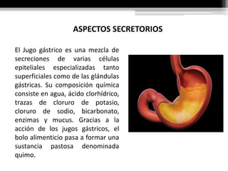 ASPECTOS SECRETORIOS
El Jugo gástrico es una mezcla de
secreciones de varias células
epiteliales especializadas tanto
superficiales como de las glándulas
gástricas. Su composición química
consiste en agua, ácido clorhídrico,
trazas de cloruro de potasio,
cloruro de sodio, bicarbonato,
enzimas y mucus. Gracias a la
acción de los jugos gástricos, el
bolo alimenticio pasa a formar una
sustancia pastosa denominada
quimo.
 