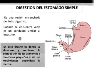 DIGESTION DEL ESTOMAGO SIMPLE
Es una región ensanchada
del tubo digestivo.
Cuando se encuentra vacío
es un conducto similar al
intestino.
En éste órgano es dónde se
almacena y comienza la
degradación de los alimentos a
moléculas pequeñas y de sus
movimientos dependerá la
mezcla.
 