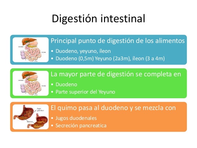 pics Imagenes De La Digestion Gastrica digestion gastrica