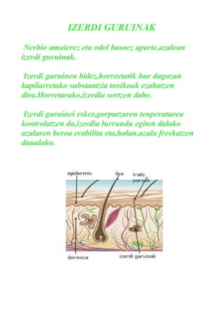 IZERDI GURUINAK
Nerbio amaierez eta odol basoez aparte,azalean
izerdi guruinak.
Izerdi guruinen bidez,horreetatik hur dagozan
kapilarretako substantzia toxikoak ezabatzen
dira.Horretarako,izerdia sortzen dabe.
Izerdi guruinei esker,gorputzaren tenperaturea
kontrolatzen da,izerdia lurrundu egiten dalako
azalaren beroa erabilita eta,halan,azala freskatzen
daualako.

 