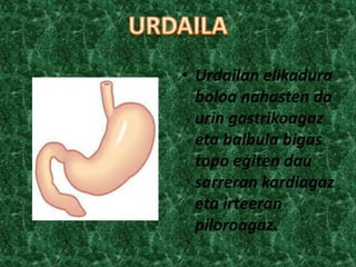 • Urdailan elikadura
boloa nahasten da
urin gastrikoagaz
eta balbula bigas
topo egiten dau
sarreran kardiagaz
eta irteeran
piloroagaz.

 