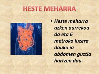 • Heste meharra
azken aurrekoa
da eta 6
metroko luzera
dauka ia
abdomen guztia
hartzen dau.

 