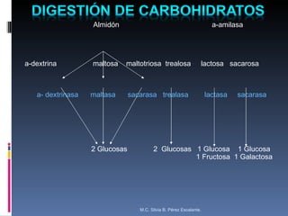 Almidón  a-amilasa a-dextrina  maltosa  maltotriosa  trealosa  lactosa  sacarosa a- dextrinasa  maltasa  sacarasa  trealasa  lactasa  sacarasa  2 Glucosas  2  Glucosas  1 Glucosa  1 Glucosa 1 Fructosa  1 Galactosa  M.C. Silvia B. Pérez Escalante. 