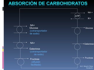 ATP NA +  Glucosa (cotransportador de sodio)  K+ Glucosa Galactosa Fructosa Fructosa  (difusión facilitada) Galactosa (cotransportador  de sodio) NA+ NA+ M.C. Silvia B. Pérez Escalante. 
