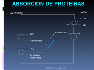 llllllllllloo  Luz intestinal Sangre NA + Aminoácidos NA- Dipeptidos  Y tripéptidos Peptidasas Aminoácidos K+ NA+ ATP M.C. Silvia B. Pérez Escalante. 