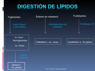 k Triglicéridos Ésteres de colesterol Fosfolípidos Lipasa lingual y pancreática Hodrolasa éster de Colesterol Fosfolipasa A2 Monoglicéridos Ac. Graso Ac. Graso C olesterol  y Ac. Graso Lisolecit ina y  Ac.graso Glicerol y Ac. grasos Lipasa intestinal M.C. Silvia B. Pérez Escalante. 