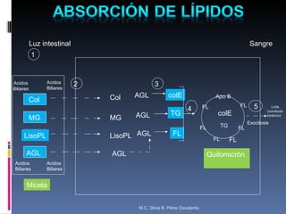 Luz intestinal 1  Acidos Biliares Acidos Biliares Col MG LisoPL AGL Acidos Biliares Acidos Biliares Micela Col MG LisoPL AGL AGL AGL AGL colE TG FL 2  3  4  Apo B FL FL FL FL FL FL colE TG 5   Exocitosis Quilomicrón Linfa (conducto  torácico)  Sangre M.C. Silvia B. Pérez Escalante. 