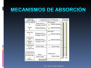 M.C. Silvia B. Pérez Escalante. 