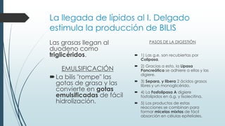 La llegada de lípidos al I. Delgado
estimula la producción de BILIS
Las grasas llegan al
duodeno como
triglicéridos.
EMULSIFICACIÓN
La bilis "rompe" las
gotas de grasa y las
convierte en gotas
emulsificadas de fácil
hidrolización.
PASOS DE LA DIGESTIÓN
 1) Las g.e. son recubiertas por
Colipasa.
 2) Gracias a esto, la Lipasa
Pancreática se adhiere a ellas y las
digiere.
 3) Separa, y libera 2 ácidos grasos
libres y un monoglicérido.
 4) La Fosfolipasa A digiere
fosfolípidos en á.g. y lisolecitina.
 5) Los productos de estas
reacciones se combinan para
formar micelas mixtas de fácil
absorción en células epiteliales.
 