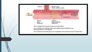 Fisiología - Digestión de Carbohidratos, Lípidos y Proteínas