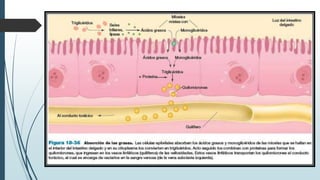 Fisiología - Digestión de Carbohidratos, Lípidos y Proteínas