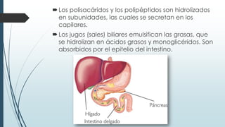 Los polisacáridos y los polipéptidos son hidrolizados
en subunidades, las cuales se secretan en los
capilares.
Los jugos (sales) biliares emulsifican las grasas, que
se hidrolizan en ácidos grasos y monoglicéridos. Son
absorbidos por el epitelio del intestino.
 