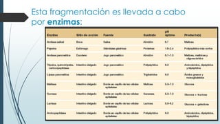 Esta fragmentación es llevada a cabo
por enzimas:
 