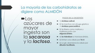 La mayoría de los carbohidratos se
digiere como ALMIDÓN
Los
azúcares de
mayor
ingesta son
la sacarosa
y la lactosa.
PASOS DE LA DIGESTIÓN
 1) Amilasa salival.
 2) Se inactiva con el jugo gástrico
-> Amilasa pancreática.
 3) Se libera como maltosa y
maltriosa junto con
oligosacáridos.
 4) Se hidrolizan a monosacáridos.
 5) Entran a la célula por TA-II
 6) La glc abandona la célula por
difusión facilitada.
 