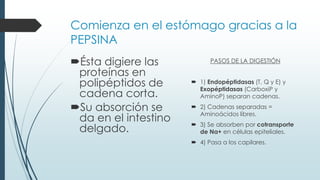 Comienza en el estómago gracias a la
PEPSINA
Ésta digiere las
proteínas en
polipéptidos de
cadena corta.
Su absorción se
da en el intestino
delgado.
PASOS DE LA DIGESTIÓN
 1) Endopéptidasas (T, Q y E) y
Exopéptidasas (CarboxiP y
AminoP) separan cadenas.
 2) Cadenas separadas =
Aminoácidos libres.
 3) Se absorben por cotransporte
de Na+ en células epiteliales.
 4) Pasa a los capilares.
 
