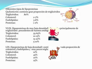Diferentes tipos de lipoproteínas
Quilomicrón: contiene gran proporción de triglicéridos
Triglicéridos:     80%
Colesterol:                 2-7%
Fosfolípidos:               3-6%
Proteínas:                  1-2%

VLDL (lipoproteínas de muy baja densidad): Formadas principalmente de
triglicéridos procedentes de fuentes endógenas
Triglicéridos:              55-65%
Colesterol:                 10-15%
Fosfolípidos:               15-20%
Proteínas:                  5-10%

LDL (lipoproteínas de baja densidad): contienen una elevada proporción de
colesterol y fosfolípidos y muy pocos triglicéridos
Triglicéridos:               10%
Colesterol:                  45%
Fosfolípidos:                20%
Proteínas:                   25%
 