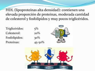 HDL (lipoproteínas alta densidad): contienen una
elevada proporción de proteínas, moderada cantidad
de colesterol y fosfolípidos y muy pocos triglicéridos.

Triglicéridos:    5%
Colesterol:       20%
Fosfolípidos:     30%
Proteínas:        45-50%
 