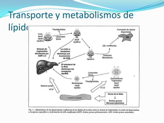 Transporte y metabolismos de
lípidos
 