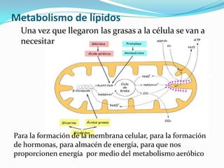 Metabolismo de lípidos
  Una vez que llegaron las grasas a la célula se van a
  necesitar




Para la formación de la membrana celular, para la formación
de hormonas, para almacén de energía, para que nos
proporcionen energía por medio del metabolismo aeróbico
 