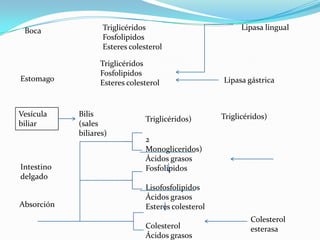 Boca              Triglicéridos                           Lipasa lingual
                   Fosfolipidos
                   Esteres colesterol

                  Triglicéridos
                  Fosfolipidos
Estomago                                             Lipasa gástrica
                  Esteres colesterol


Vesícula    Bilis                                    Triglicéridos)
                                Triglicéridos)
biliar      (sales
            biliares)
                                2
                                Monogliceridos)
                                Ácidos grasos
Intestino                       Fosfolipidos
delgado
                                Lisofosfolipidos
                                Ácidos grasos
Absorción                       Esteres colesterol
                                                             Colesterol
                                Colesterol                   esterasa
                                Ácidos grasos
 