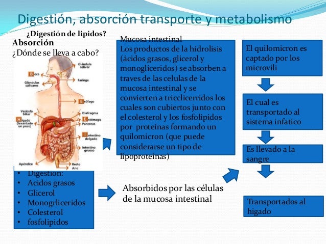 Digestión y absorción de lípidos