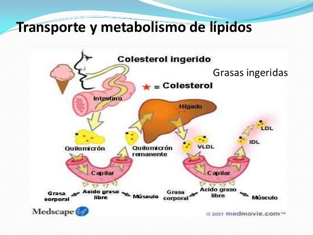 que hacer para acelerar el metabolismo - Información general Un