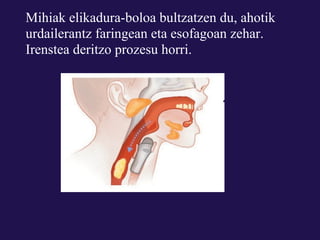 Mihiak elikadura-boloa bultzatzen du, ahotik
urdailerantz faringean eta esofagoan zehar.
Irenstea deritzo prozesu horri.
 