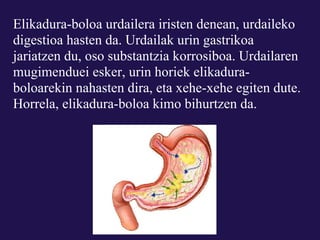 Elikadura-boloa urdailera iristen denean, urdaileko
digestioa hasten da. Urdailak urin gastrikoa
jariatzen du, oso substantzia korrosiboa. Urdailaren
mugimenduei esker, urin horiek elikadura-
boloarekin nahasten dira, eta xehe-xehe egiten dute.
Horrela, elikadura-boloa kimo bihurtzen da.
 