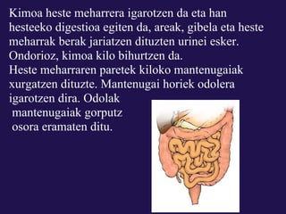 Kimoa heste meharrera igarotzen da eta han
hesteeko digestioa egiten da, areak, gibela eta heste
meharrak berak jariatzen dituzten urinei esker.
Ondorioz, kimoa kilo bihurtzen da.
Heste meharraren paretek kiloko mantenugaiak
xurgatzen dituzte. Mantenugai horiek odolera
igarotzen dira. Odolak
 mantenugaiak gorputz
 osora eramaten ditu.
 