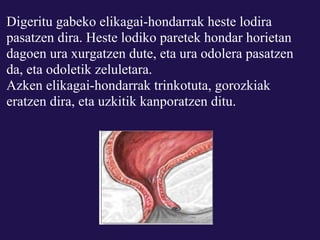 Digeritu gabeko elikagai-hondarrak heste lodira
pasatzen dira. Heste lodiko paretek hondar horietan
dagoen ura xurgatzen dute, eta ura odolera pasatzen
da, eta odoletik zeluletara.
Azken elikagai-hondarrak trinkotuta, gorozkiak
eratzen dira, eta uzkitik kanporatzen ditu.
 