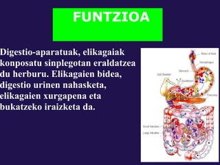 FUNTZIOA

Digestio-aparatuak, elikagaiak
konposatu sinplegotan eraldatzea
du herburu. Elikagaien bidea,
digestio urinen nahasketa,
elikagaien xurgapena eta
bukatzeko iraizketa da.
 