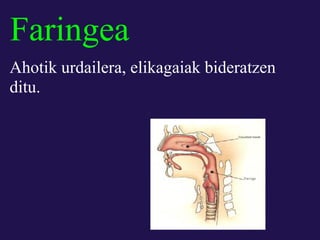 Faringea
Ahotik urdailera, elikagaiak bideratzen
ditu.
 