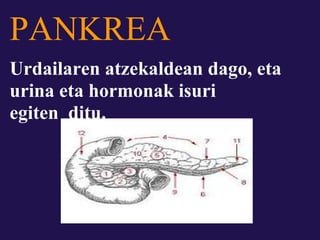PANKREA
Urdailaren atzekaldean dago, eta
urina eta hormonak isuri
egiten ditu.
 