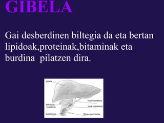 GIBELA
Gai desberdinen biltegia da eta bertan
lipidoak,proteinak,bitaminak eta
burdina pilatzen dira.
 