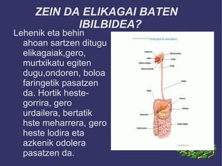 ZEIN DA ELIKAGAI BATEN
            IBILBIDEA?
Lehenik eta behin
  ahoan sartzen ditugu
  elikagaiak,gero,
  murtxikatu egiten
  dugu,ondoren, boloa
  faringetik pasatzen
  da. Hortik heste-
  gorrira, gero
  urdailera, bertatik
  hste meharrera, gero
  heste lodira eta
  azkenik odolera
  pasatzen da.
 