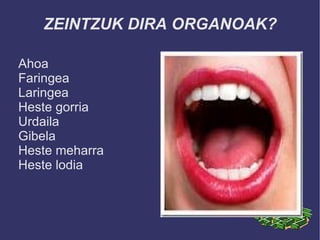 ZEINTZUK DIRA ORGANOAK?

Ahoa
Faringea
Laringea
Heste gorria
Urdaila
Gibela
Heste meharra
Heste lodia
 