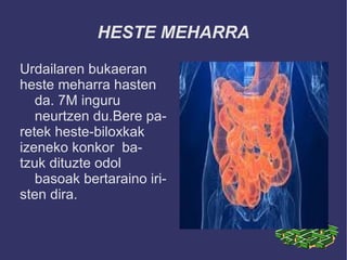 HESTE MEHARRA

Urdailaren bukaeran
heste meharra hasten
   da. 7M inguru
   neurtzen du.Bere pa-
retek heste-biloxkak
izeneko konkor ba-
tzuk dituzte odol
   basoak bertaraino iri-
sten dira.
 