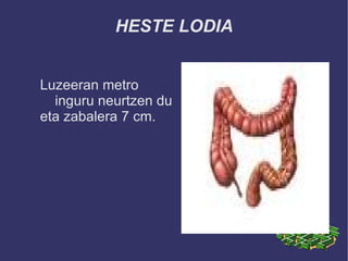 HESTE LODIA


Luzeeran metro
  inguru neurtzen du
eta zabalera 7 cm.
 